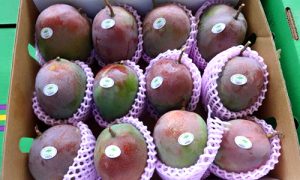Mango BQ empacado
